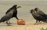 just_crow
