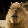 Odd_Capybara